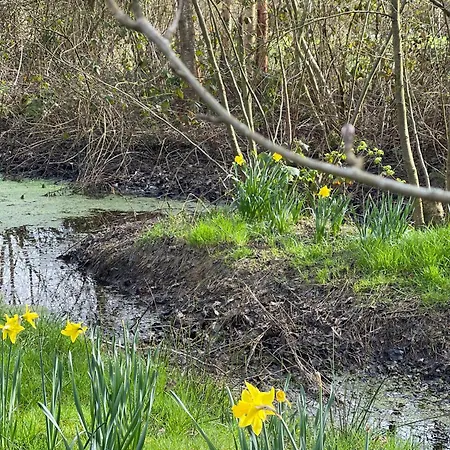 Hummer Li Seestern *